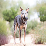 Cargar imagen en el visor de la galería, Kong Extreme