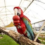 Cargar imagen en el visor de la galería, Kong Classic Para Aves Y Hurones/Conejos.