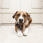 Cargar imagen en el visor de la galería, Hueso Para Masticar. Contiene Madera Real Y Aroma A Tocino