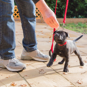 Adiestramiento Puppy